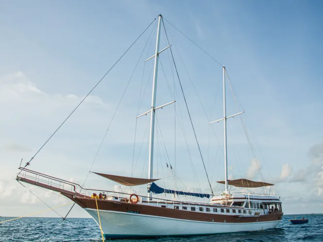 Akoya Pearl